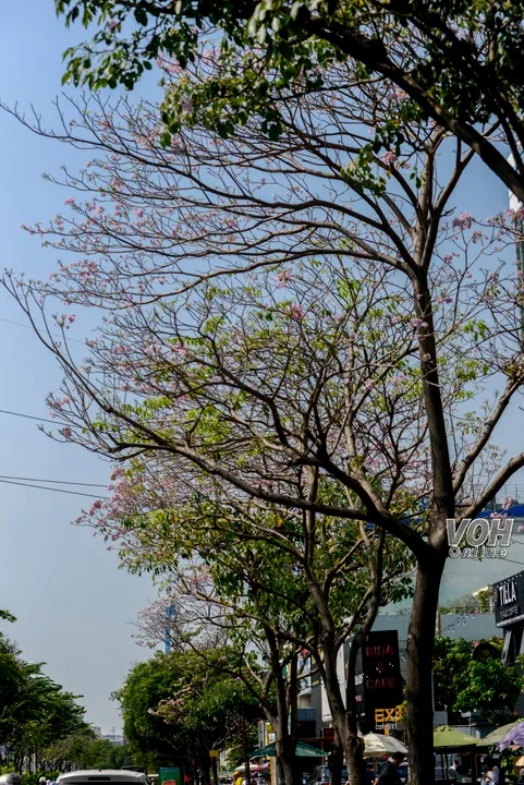 Hoa kèn hồng khoe sắc trên đường phố TPHCM 3