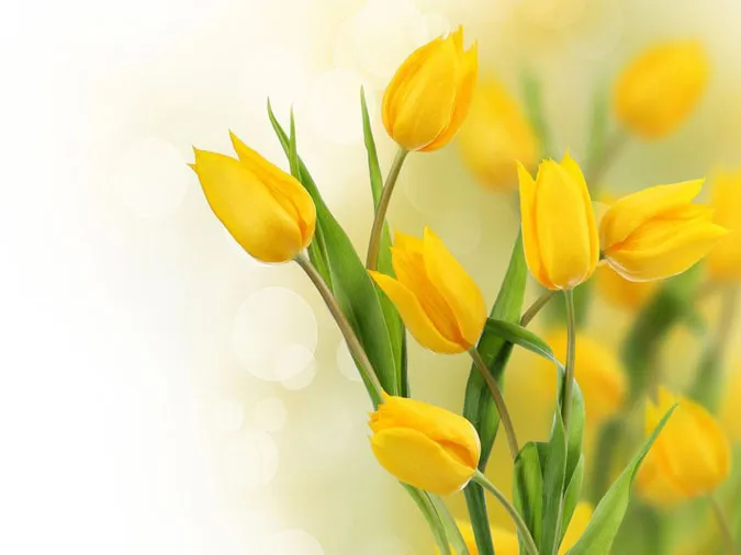 Loại hoa nào không nên tặng trong Valentine? Gợi ý 8 mẫu hoa ý nghĩa cho ngày Lễ tình nhân 6