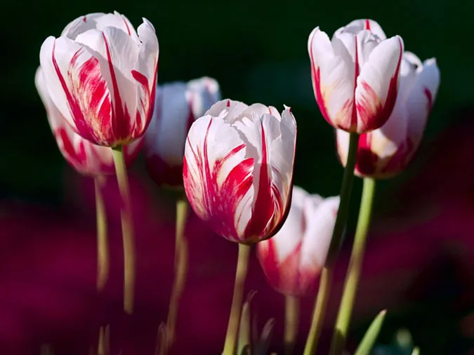 Loại hoa nào không nên tặng trong Valentine? Gợi ý 8 mẫu hoa ý nghĩa cho ngày Lễ tình nhân 7