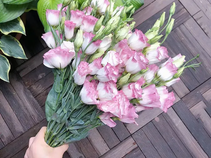 Loại hoa nào không nên tặng trong Valentine? Gợi ý 8 mẫu hoa ý nghĩa cho ngày Lễ tình nhân 8