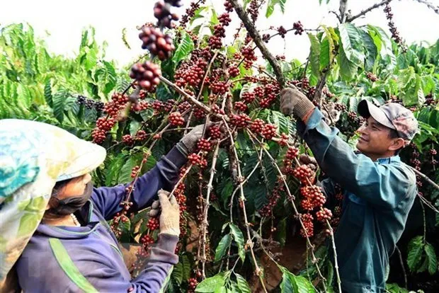 Xuất khẩu sang Trung Quốc: Một số mặt hàng sẽ không được đăng ký trực tuyến 1