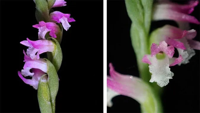 Phát hiện loài phong lan kỳ lạ với những cánh hoa mong manh tựa thủy tinh 1