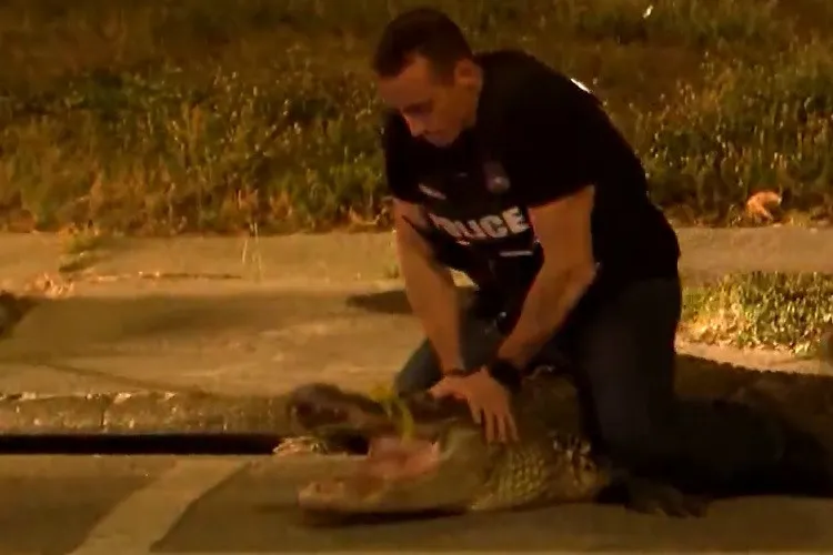 Cảnh sát Mỹ bắt cá sấu trên đường phố