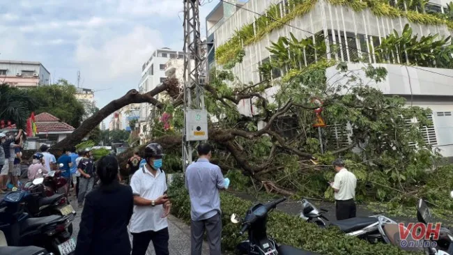 Cây xanh ngã trước cổng trường Trần Văn Ơn khiến nhiều người bị thương 2