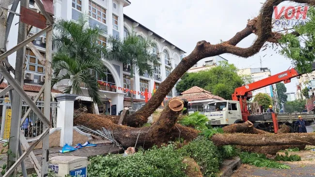 Vụ cây ngã tại trường Trần Văn Ơn:  Rễ cây có dấu hiệu mục ruỗng 2