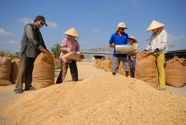 Giá lúa gạo hôm nay 13/4/2023