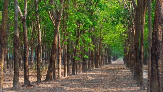 Giá cao su hôm nay 18/4/2023: Đồng loạt tăng trên các sàn giao dịch 3