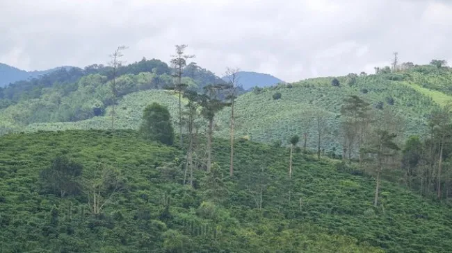 Khởi tố nguyên Phó ban quản lý rừng phòng hộ Đam B'ri 1