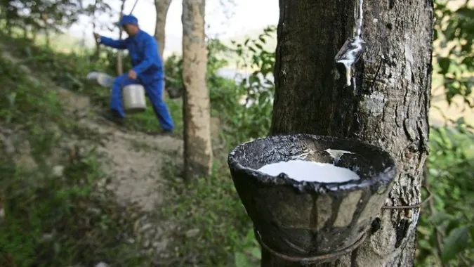 Giá cao su hôm nay 22/4/2023: Lao dốc toàn thị trường châu Á 3