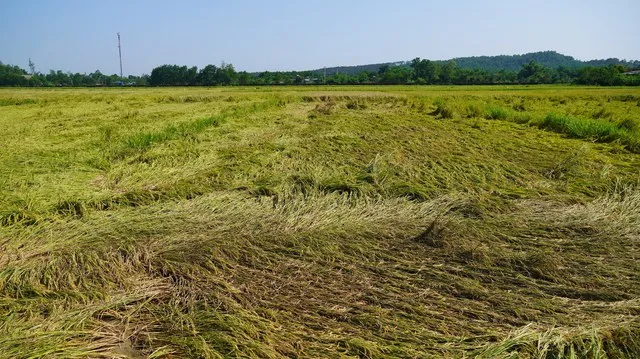 Quảng Trị: Khắc phục hậu quả dông, lốc 1