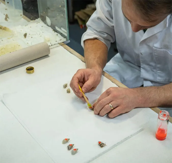 Hơn 5.000 con ốc sên được thả xuống Thái Bình Dương 1