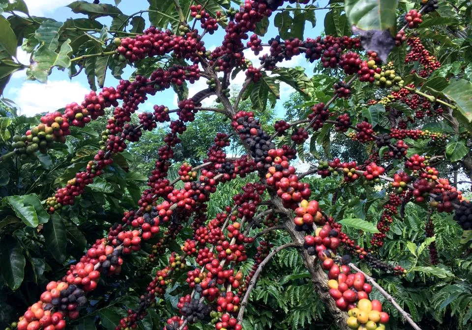 Giá cà phê hôm nay 9/5/2023: Dự báo sản lượng cà phê Việt Nam suy yếu 1
