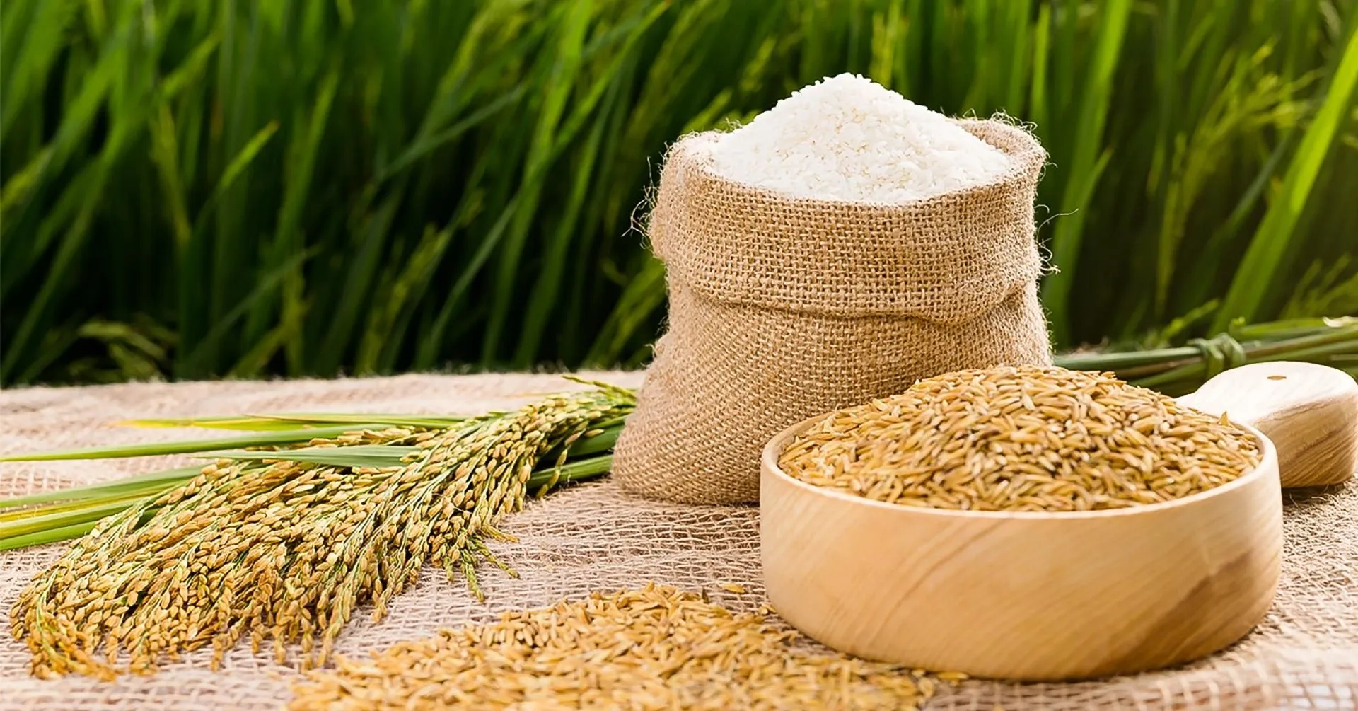Giá lúa gạo hôm nay 11/5/2023: Tăng đến 500 đồng/kg, thị trường sôi động 1