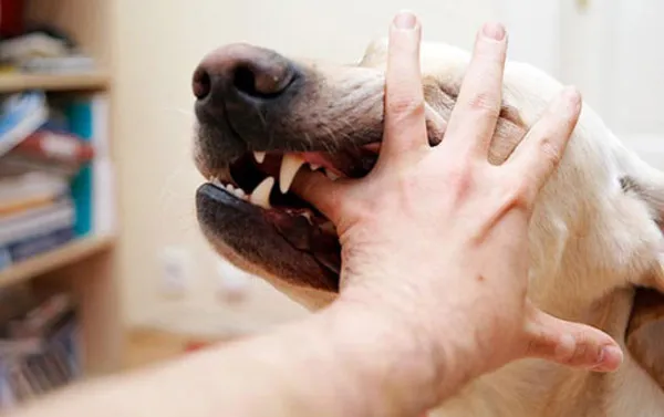 Một phụ nữ tử vong sau 3 tháng bị chó nhà cắn 1