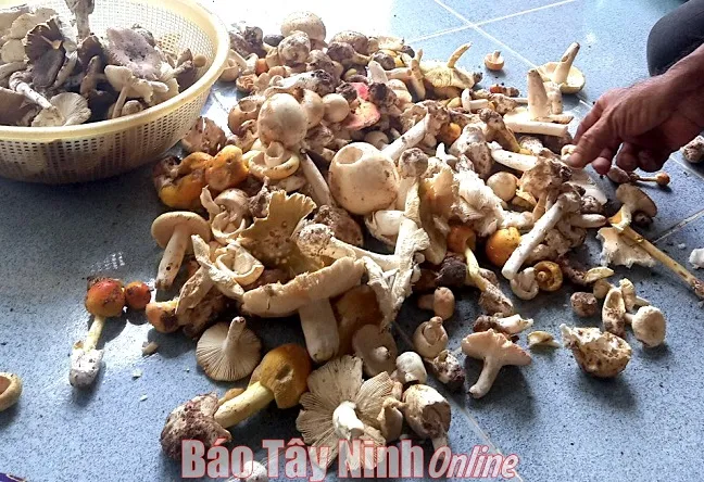 Tây Ninh lại xảy ra ngộ độc nghi do ăn nấm rừng 1