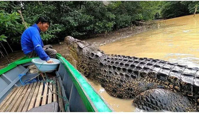 Indonesia: Người đàn ông làm bạn với cá sấu dài 4 mét suốt 26 năm 1