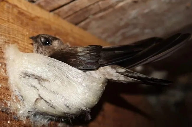 Quản lý nuôi chim yến, ngăn chặn săn bắt trái phép 1