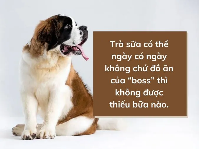 Stt về chó cưng, những câu nói hay về chó cực đáng yêu 2