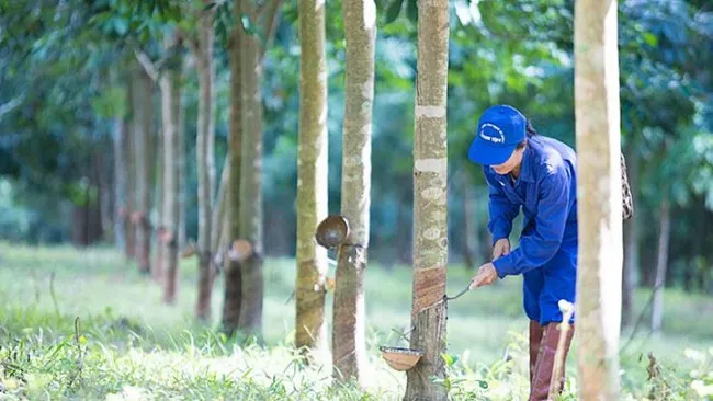 Giá cao su hôm nay 15/7/2023: Giá mủ cao su trong nước giảm nhẹ 3