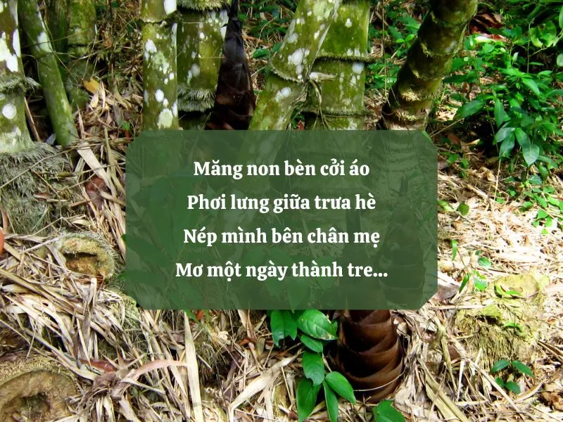 18 bài thơ cây tre Việt Nam thể hiện tình yêu quê hương, đất nước 8