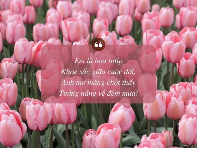 tho-ve-hoa-tulip-voh-0