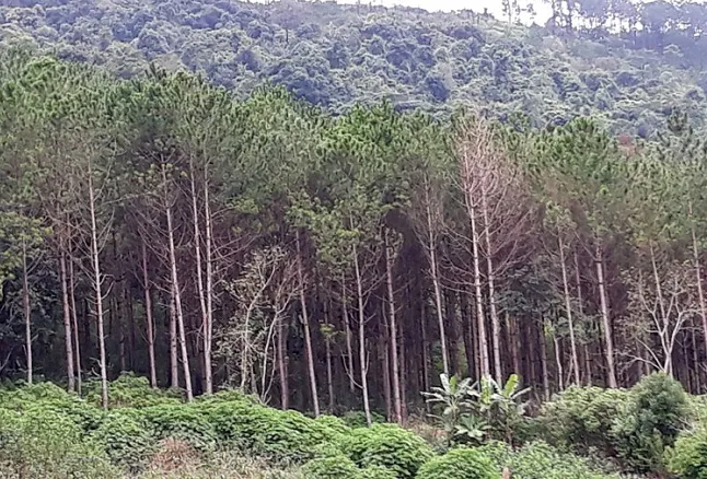 Điểm tin sáng 20/7: Hoàn thuế VAT 6 tháng đầu năm của TPHCM giảm | Thông già ở Lâm Đồng bị đầu độc 4