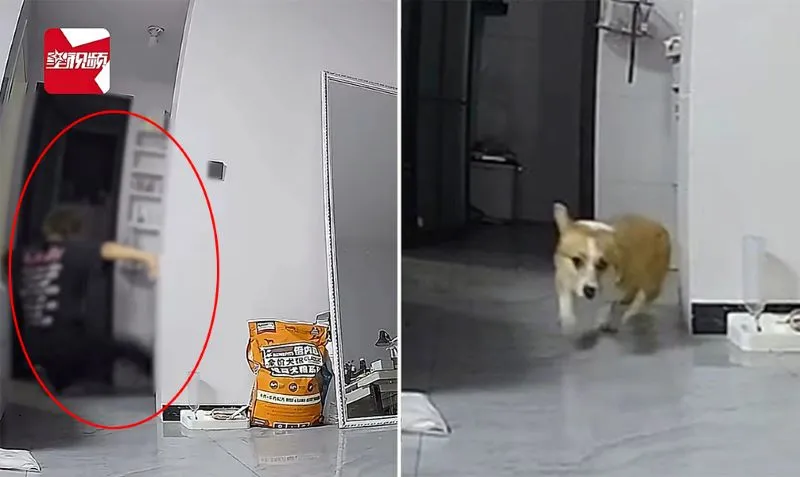 Ghen với “cún cưng” của bạn gái, chàng trai có hành động gây phẫn nộ 1