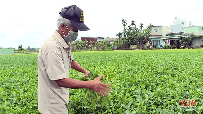 TPHCM: Trồng rau muống tuân theo mô hình chuẩn VietGap 4