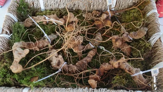 Sở NN-PTNT Kon Tum: Ông Võ Kim Cự làm trưởng ban vận động thành lập Hiệp hội Sâm Việt Nam khó tạo đồng thuận 1