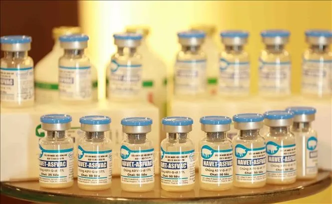 Vaccine phòng dịch tả heo