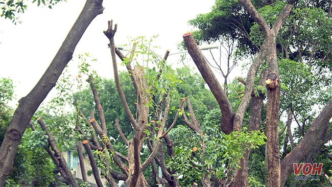 Nhiều cây xanh bị cắt tỉa quá đà, mất mỹ quan đô thị 3