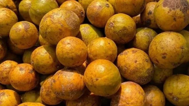 Sấu chín vào mùa giá đắt đỏ, tiểu thương bán “cháy hàng” 2