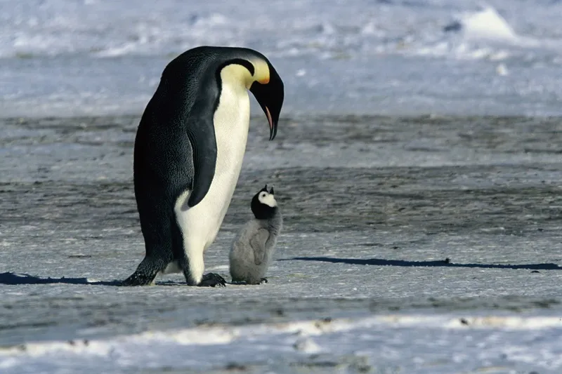 March of the Penguins (2005)