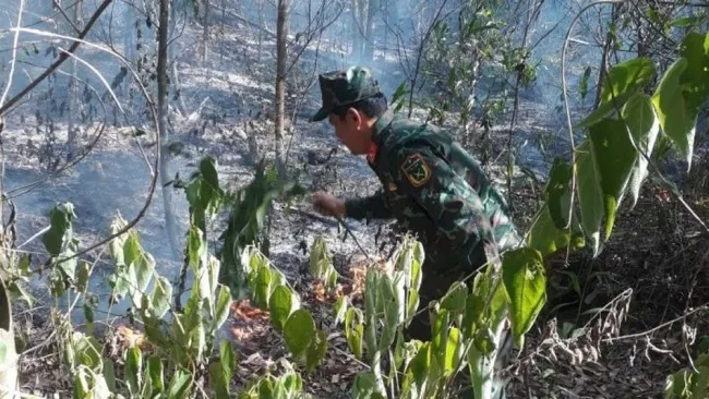 Quảng Ngãi: Cháy rừng keo, gần 10 hecta bị thiệt hại 1