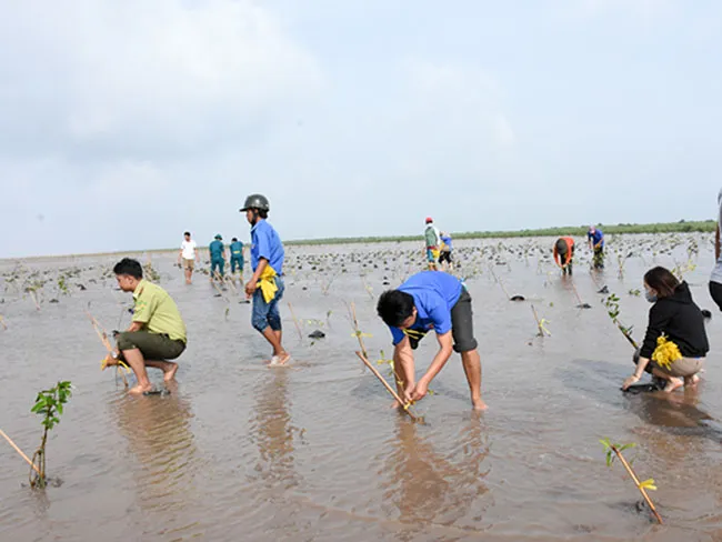 Sóc Trăng phát triển rừng phòng hộ ven biển