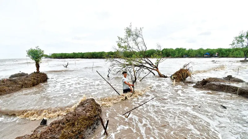 Cà Mau: 29km bờ biển sạt lở, công bố tình huống khẩn cấp 1