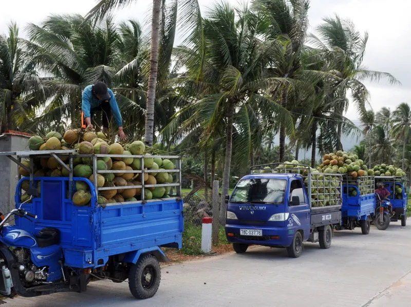 Xuất khẩu dừa có thể đạt 1 tỷ đô la Mỹ 1