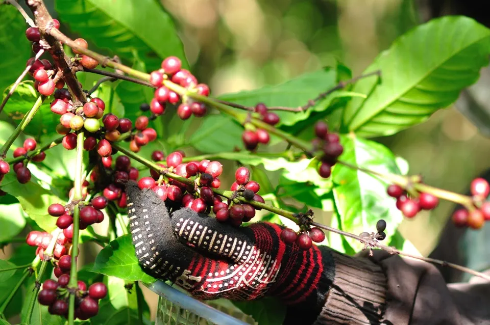 Giá cà phê hôm nay 31/8/2023: Ngập tràn sắc xanh 1