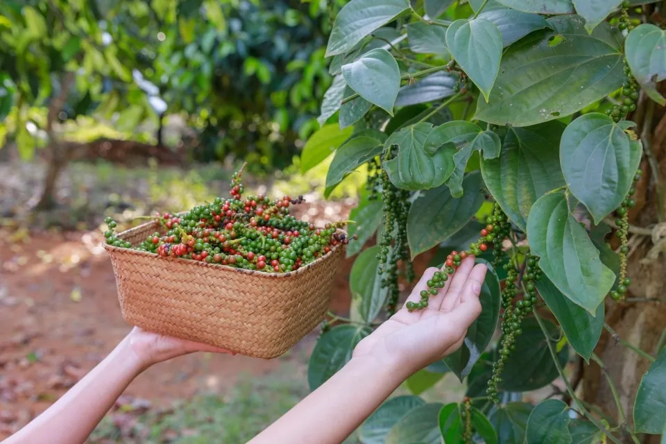 Giá tiêu hôm nay 31/8/2023: Dự báo lượng hàng tồn không còn nhiều 1