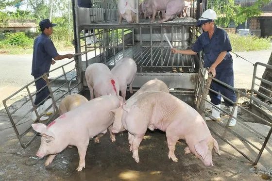 Giá heo hơi hôm nay 7/9/2023: Từ 55.000 đến 60.000 đồng/kg 1