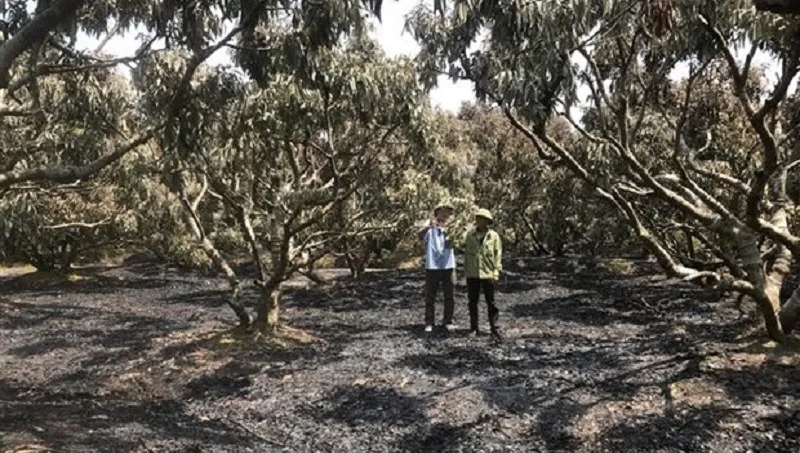 Cháy vườn cây vải ở Hải Dương 1