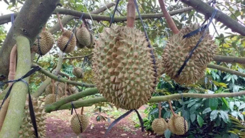 Tạm dừng vùng trồng, cơ sở đóng gói trái cây vi phạm kiểm dịch 1