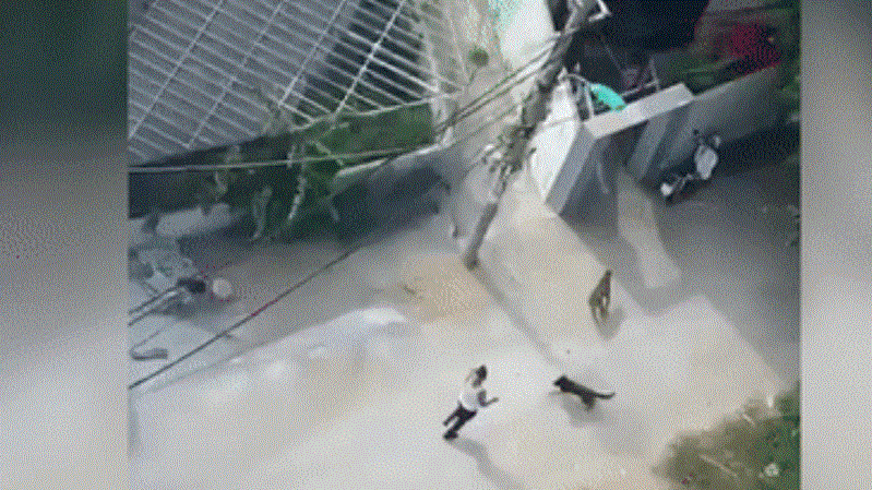 Vụ án xua chó pitbull cắn người: Thêm bị cáo lãnh án tù 1