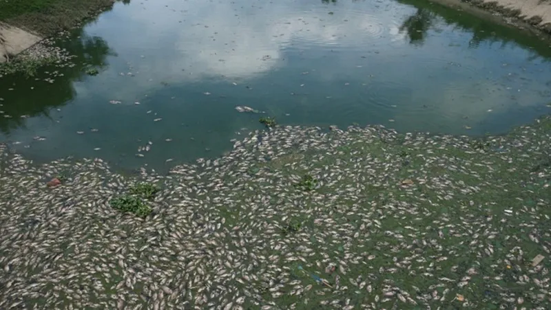 Đà Nẵng: Tái diễn tình trạng cá chết nổi trắng kênh Đa Cô 1