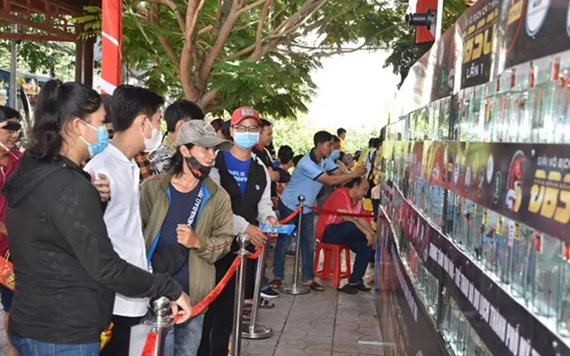 Gần 650 hồ cá tham dự giải vô địch cá bảy màu lần đầu tiên ở Tiền Giang