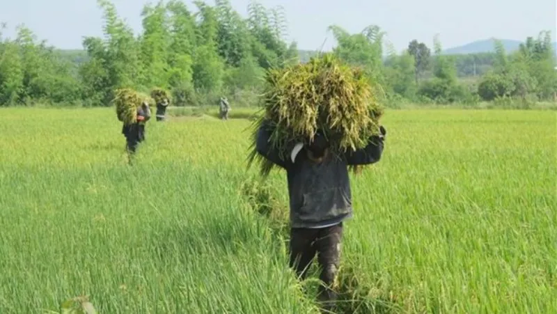 Điểm tin trưa 18/9: Triệt phá đường dây mại dâm ở Tân Phú | Giá lúa ĐBSCL vẫn cao 4