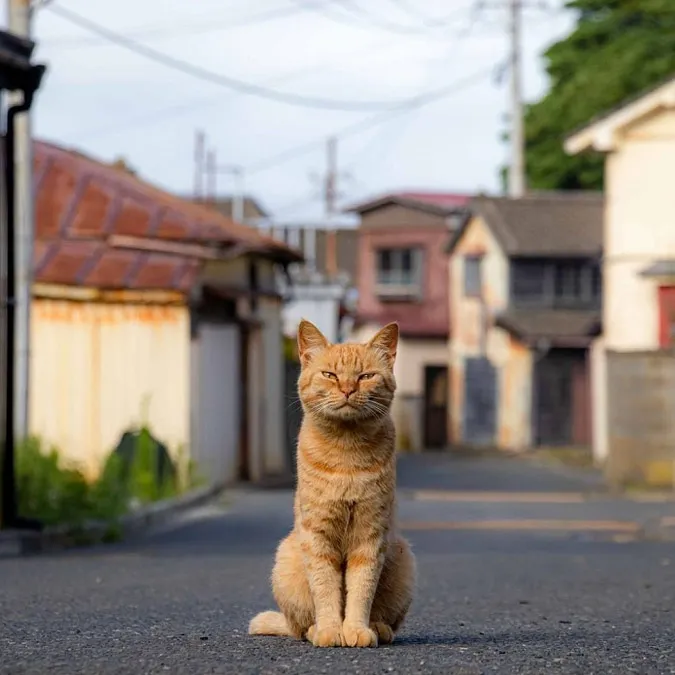 Bật mí các cách làm quen với mèo nhanh nhất 3