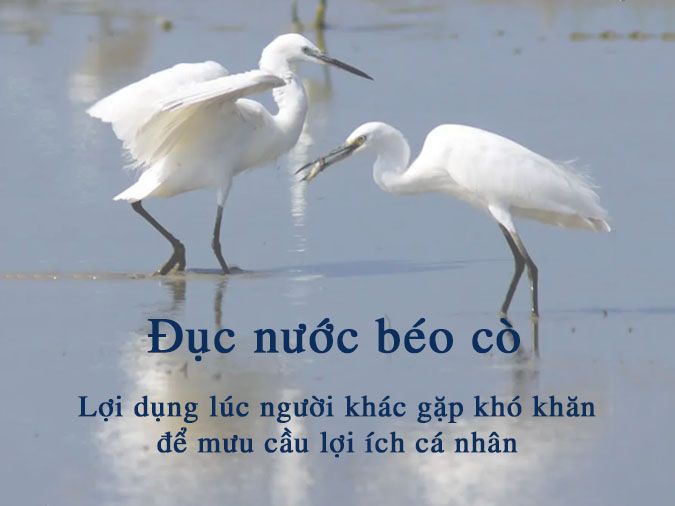 Đục nước béo cò nghĩa là gì? Ý nghĩa, ứng dụng và bài học cuộc sống