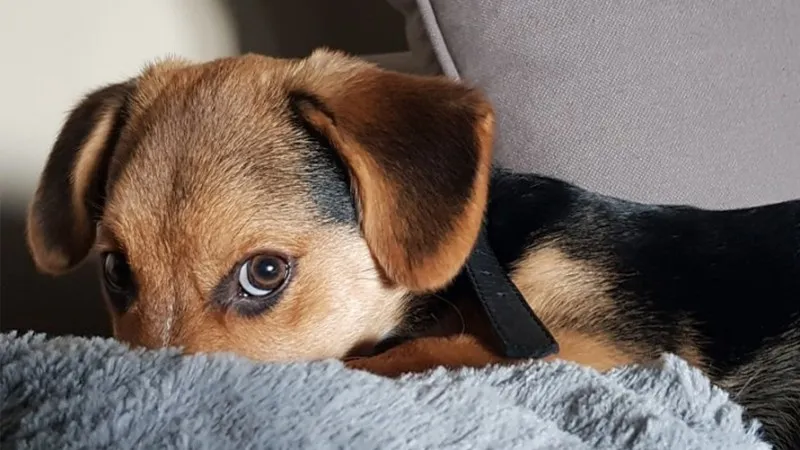 Gia Lai có số ca tử vong do bệnh dại cao nhất khu vực Tây Nguyên 1