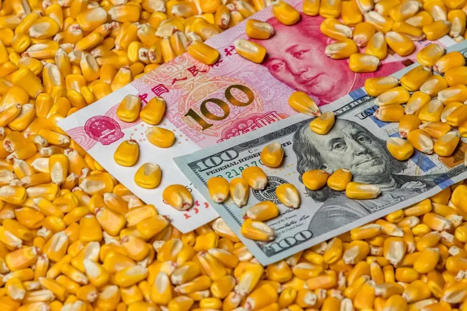 Trung Quốc hàng năm cần nhập khẩu lượng ngô rất lớn - Ảnh: Forbes